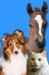 horse_dog_cat.jpg